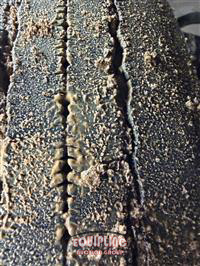 2023 Freightliner CASCADIA